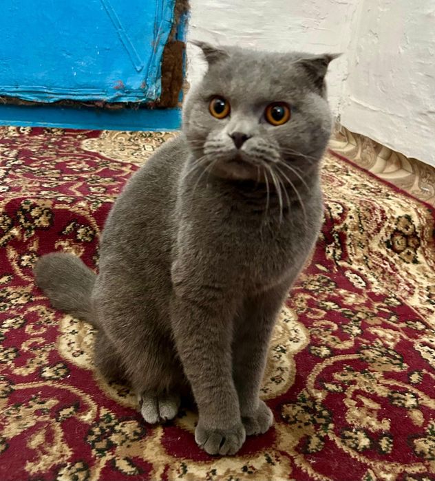 Отдам кота бесплатно