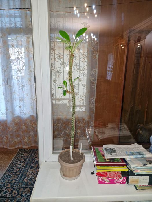 Комнатные цветы фикус и молочай