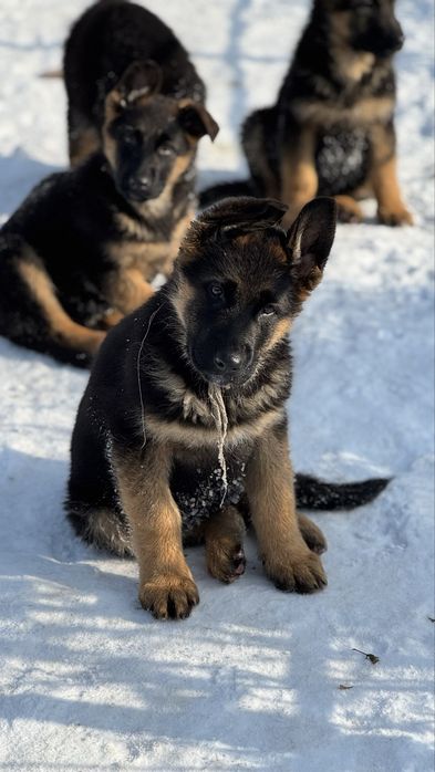 Щенки немецкой овчарки