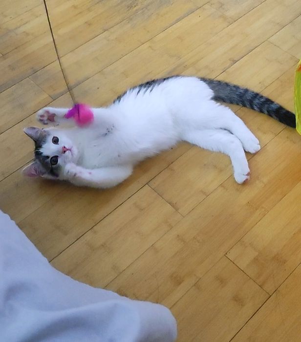 Котенок в добрые руки
