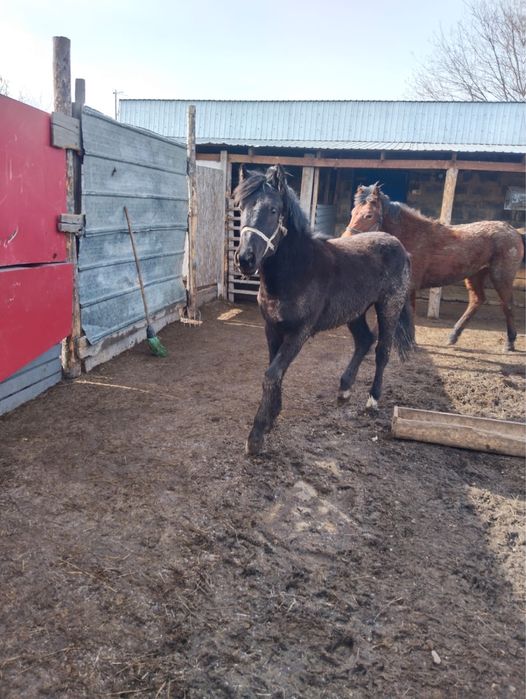 Семіз тай сатылады