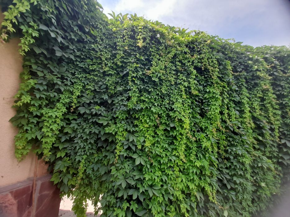 Девичий виноград