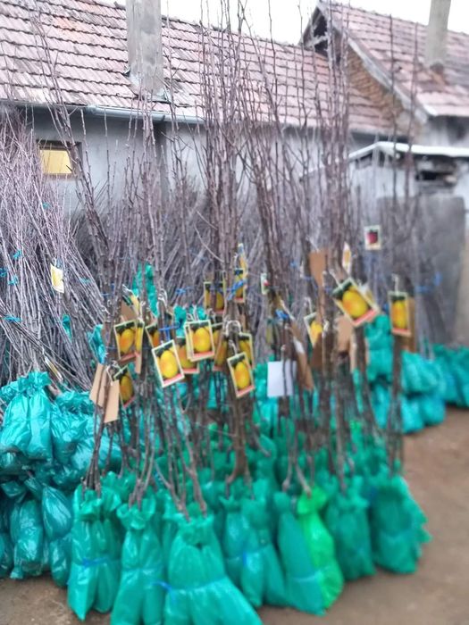 Vand pomi fructiferi