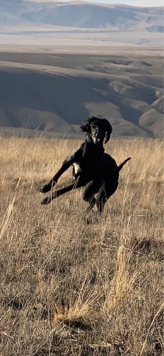 продам или обмен щенят тазы