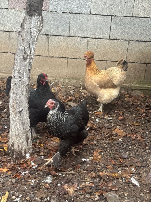 Животные , куры домашние ,