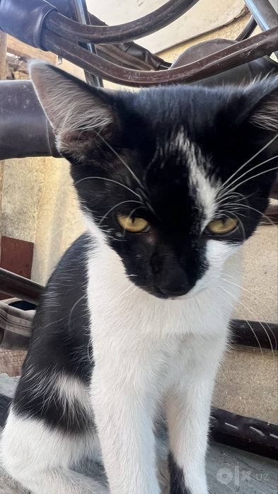 mushukchalar ikkalasi ham o’g’il bola
