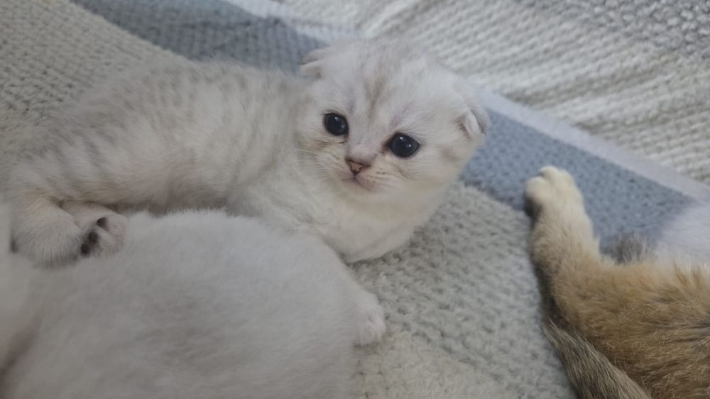 Продам котят породистые
