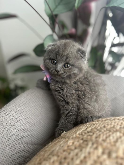 British shorthair, Scottish, felisa, pedigrei,transporI