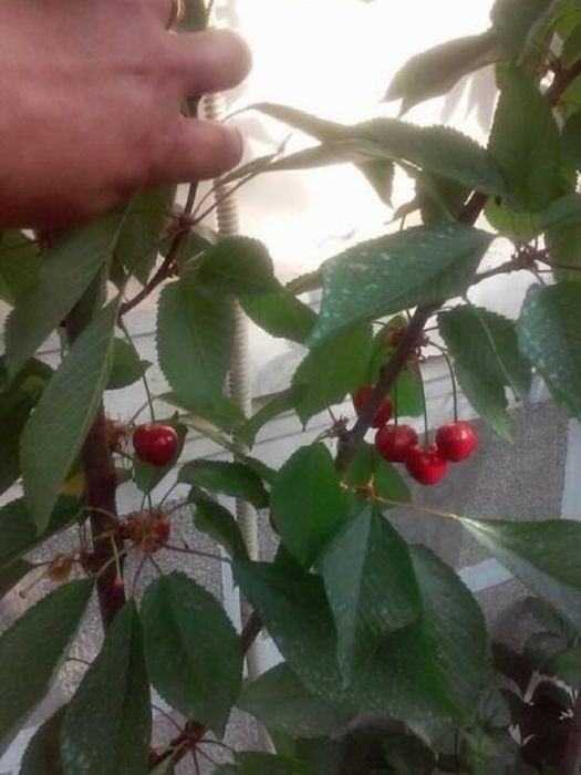 Pomi Fructiferi la ghiveci Prun/Par/Cais/Piersic/Nectarin/Cireș pe rod