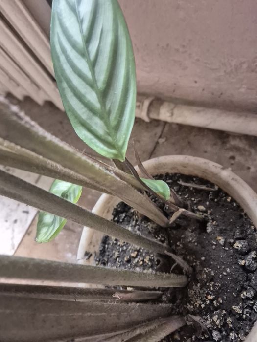 Продам катальпу .