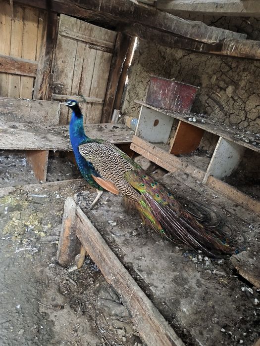 Paun 4 ani vaccinat, deparazitat !