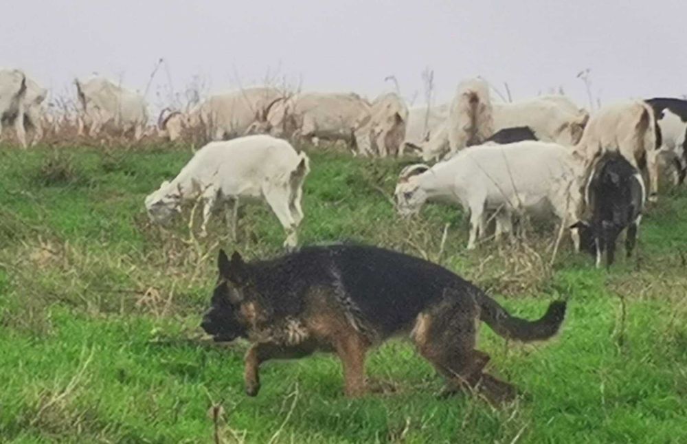 Немски овчарки на 3 месеца