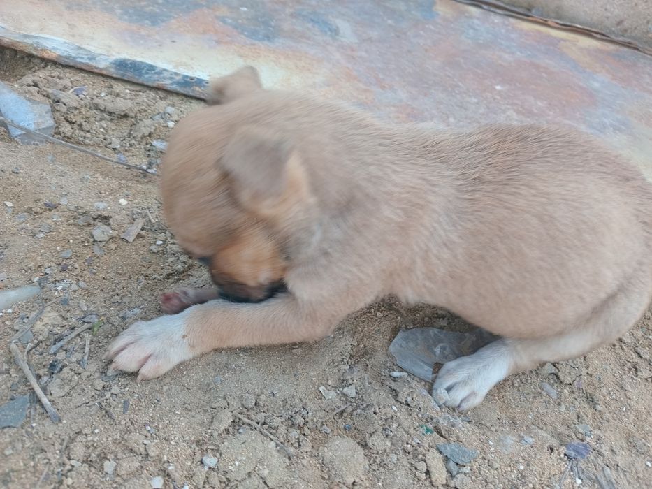 Собака отдам даром