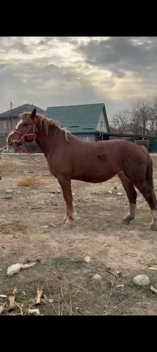 Продам тяжеловес