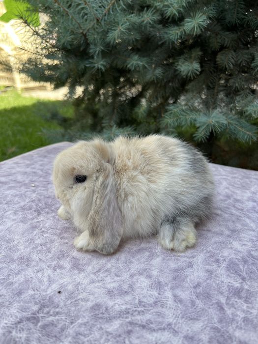карликовые кролики