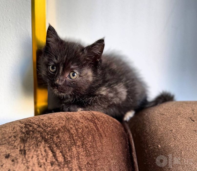Котята отдам в добрые руки даром