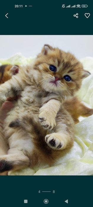 КоТики и коШечка БриТанСкие