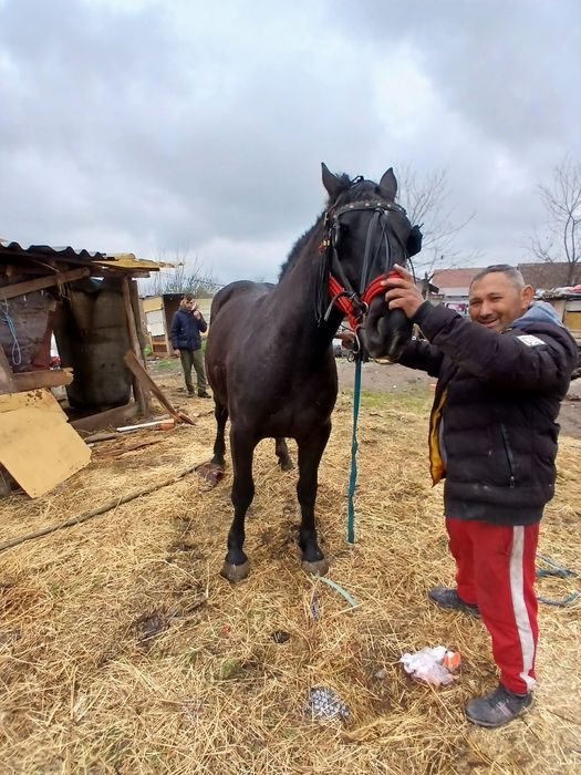 Vând mânză un an si trei luni