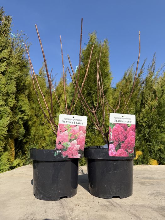 Саженцы, озеленение