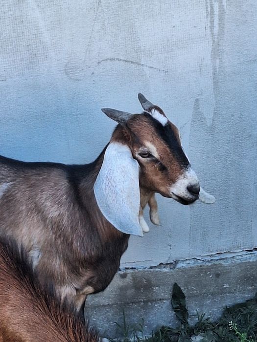 Țap Anglo Nubian de vânzare