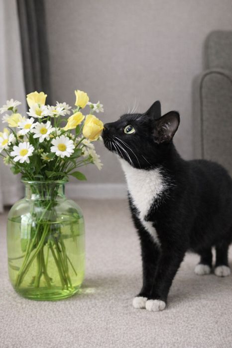 Кот ФЕЛИКС ищет семью