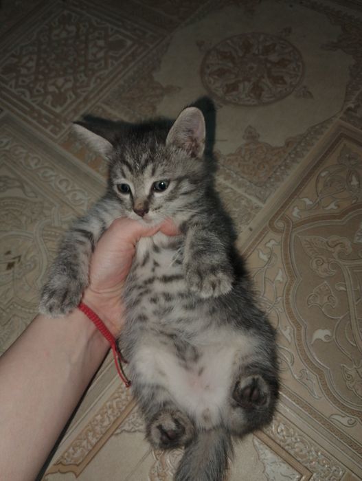 Отдам котят Бесплатно
