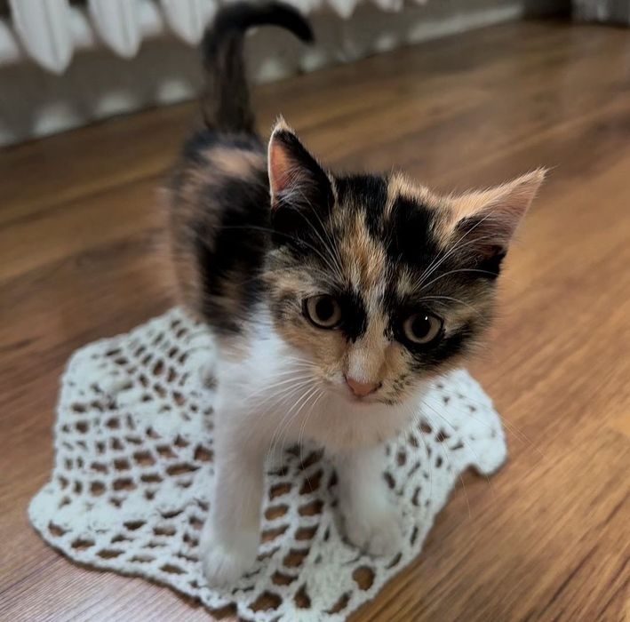 Ищем дом для котят