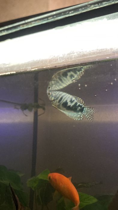 рыбы аквариумные/ балықтар аквариумға