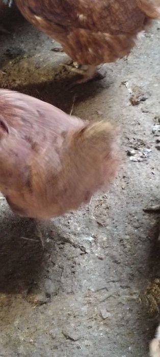 Gaini tinere de ouat crescute la sol