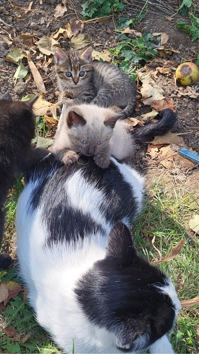 Котенок в добрые руки