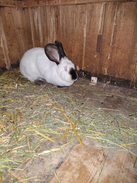 Iepuri Uriaș de Transilvania