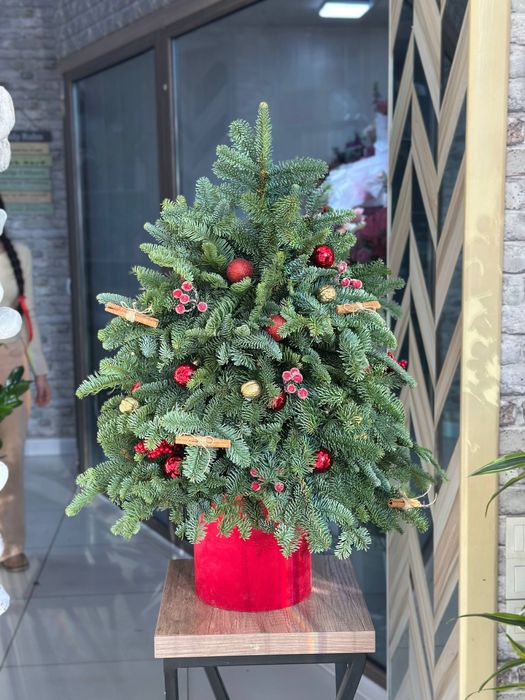 Елка живая голубая ель