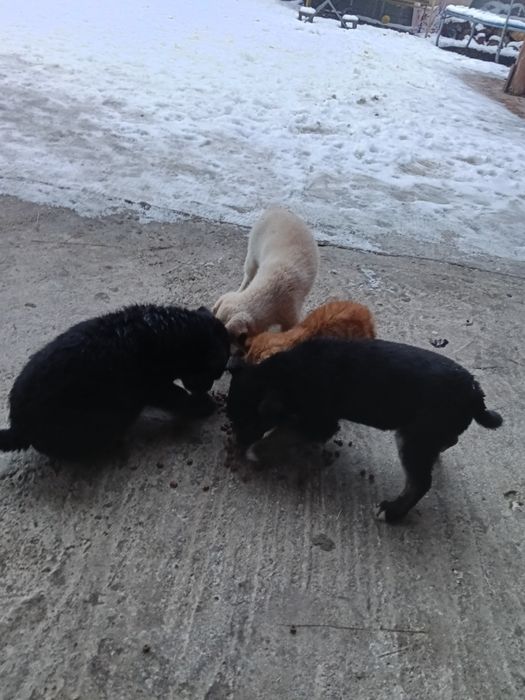 Donez cățeluși de talie mica