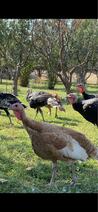 40шт үндік сатылады қоразы