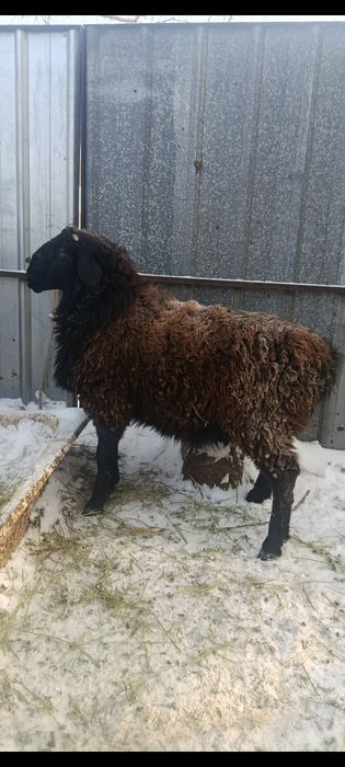 Продам кошкара за 150000 тг