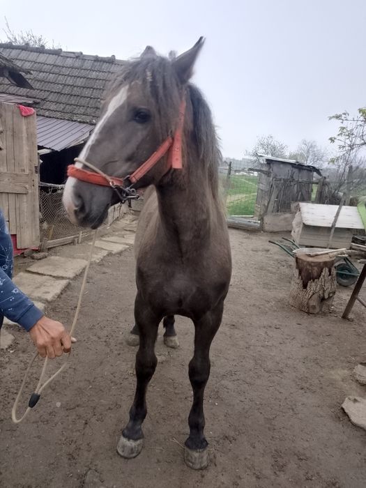 Manza blanda de 10 luni