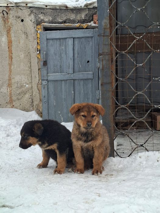 Щенки овчарки и алабая
