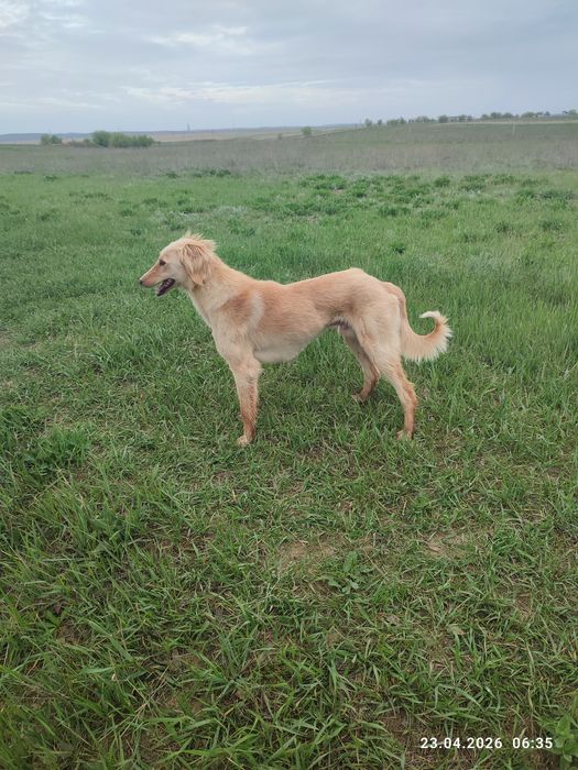 Тазы еркек быр жасар