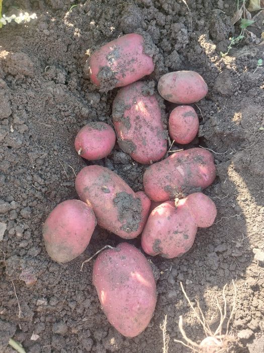 Vand cartofi albi si rosii