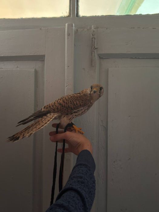 Pustelka lochin turi