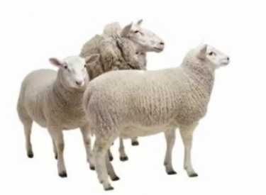 Masina Aparat Tuns Electrica 1000 W Oi Capre Caini Talie Mare Cai Blana Mare Trusa Profesionala + LIVRARE GRATUITA  TM