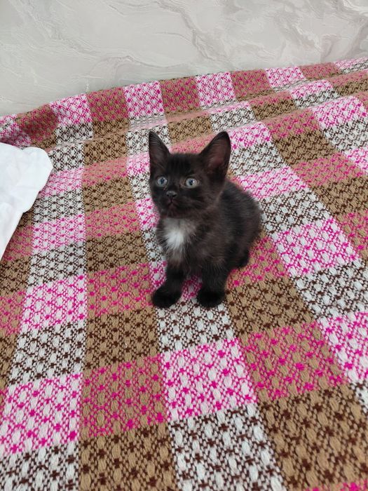отдам котенка в добрые руки