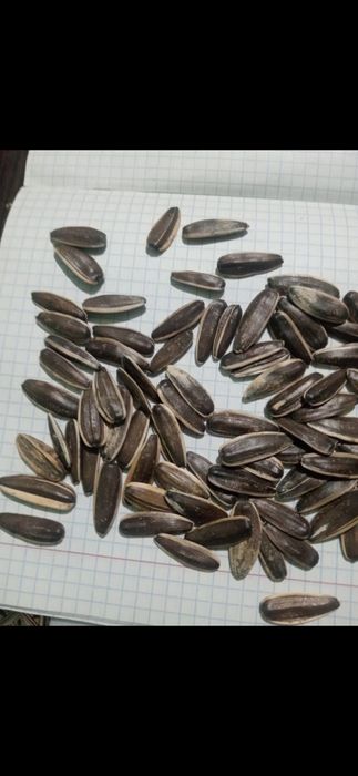 Семечки 25 тонна,  сорт 361-363