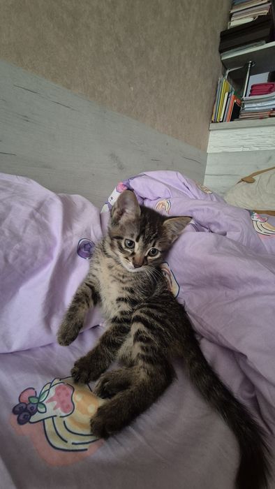 Отдам котёнка в добрые руки!