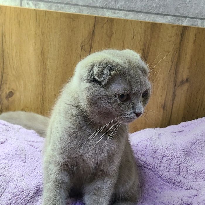 Продаётся котёнок скотиш фолд окрас лиловый