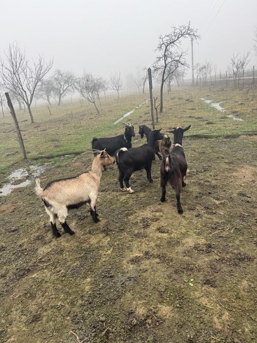 Vand 4 metis murcian cu alpine capre si un tap