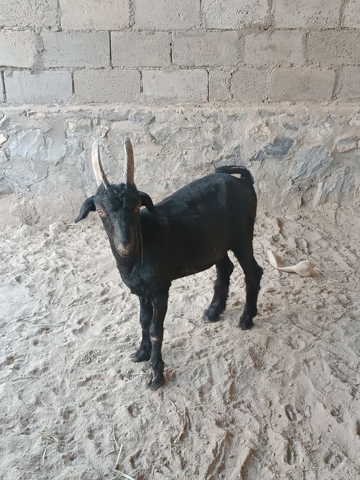 Uloqlar echki sotladi