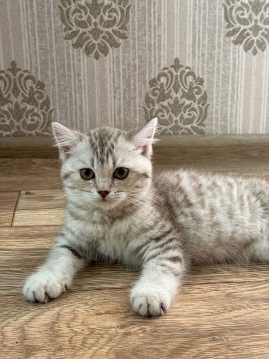 Продается британский котенок
