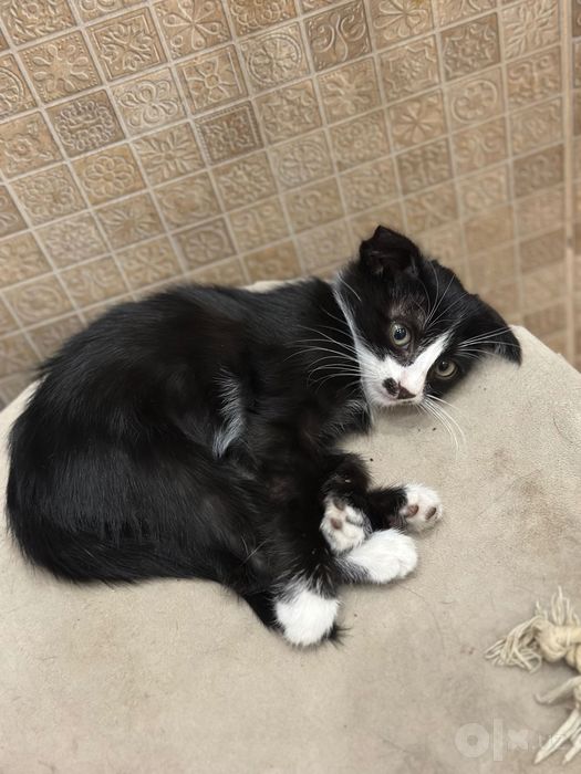 Скотиш Фолд Девочка