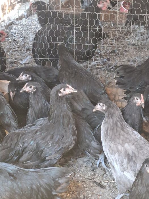 Gaini australorp